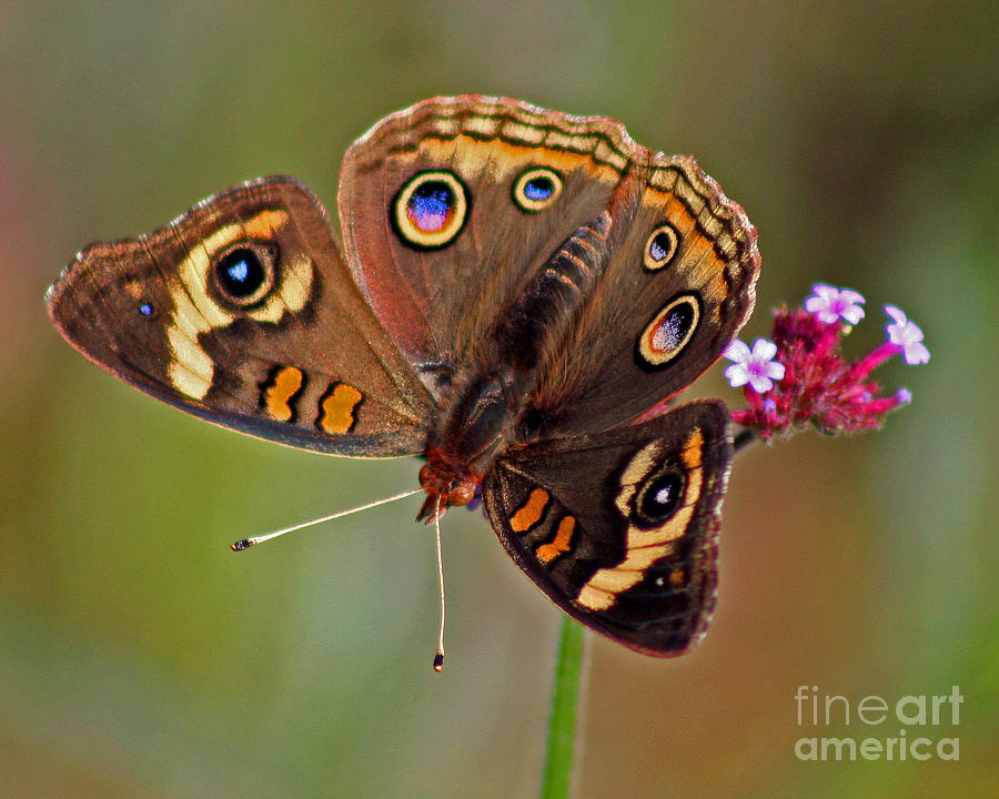 Buckeye Butterfly Photograph by Karen Adams