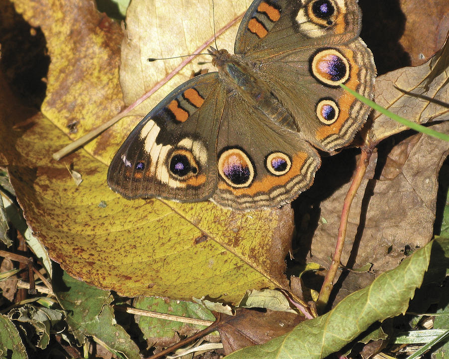 Buckeye Butterfly Photograph by Melinda Fawver