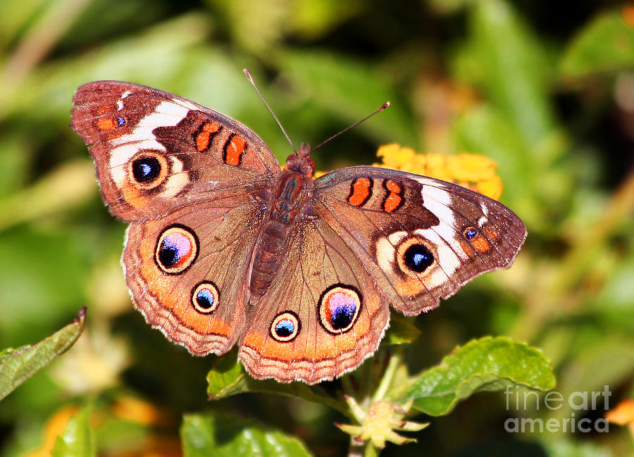 Buckeye Butterfly Photograph by Michelle Tinger