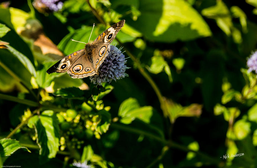 Butterfly Photograph - Buckeye Butterfly by Mick Anderson