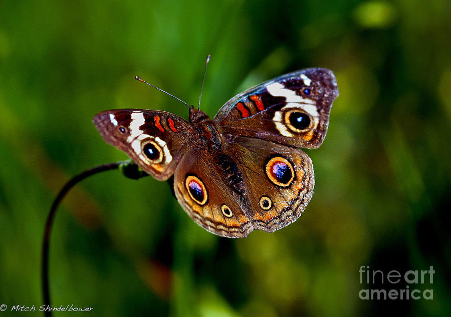 Buckeye Butterfly Photograph by Mitch Shindelbower