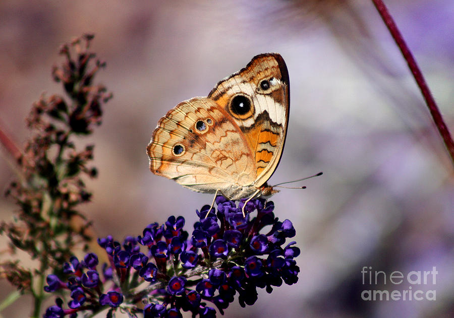 Butterfly Photograph - Buckeye Butterfly on Butterfly Bush by Karen Adams
