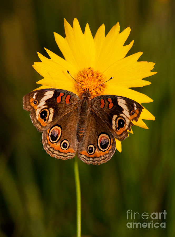 Buckeye Butterfly on Coreopsis Photograph by Sari ONeal