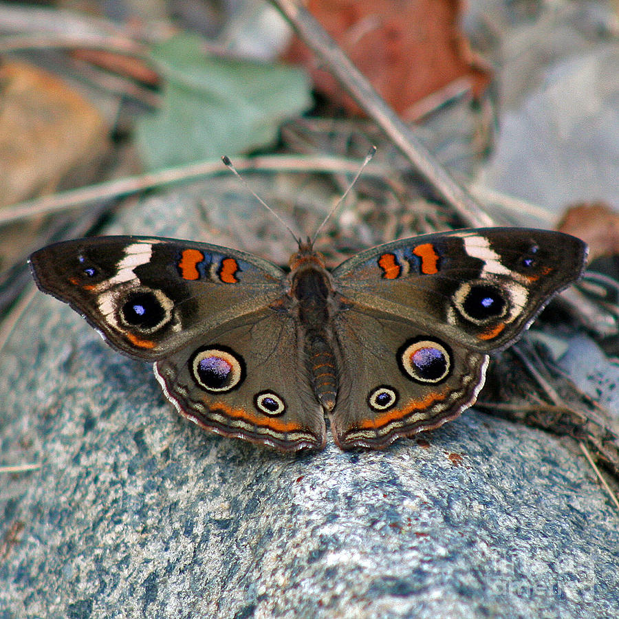 Buckeye Butterfly on Rocks Photograph by Karen Adams