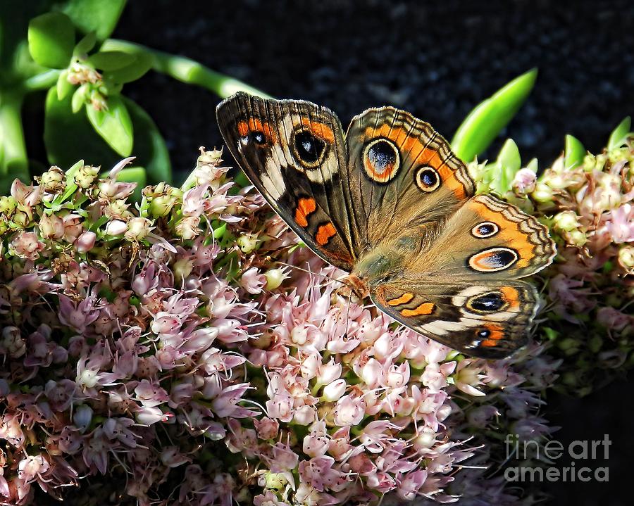 Butterfly Photograph - Buckeye Butterfly on Sedum by Sharon Woerner