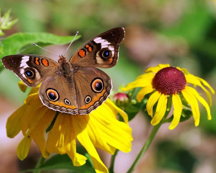 Buckeye Butterfly On Sunflower Photograph