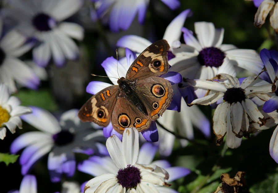Buckeye Butterfly on the Flowers Photograph by Aaron Burrows