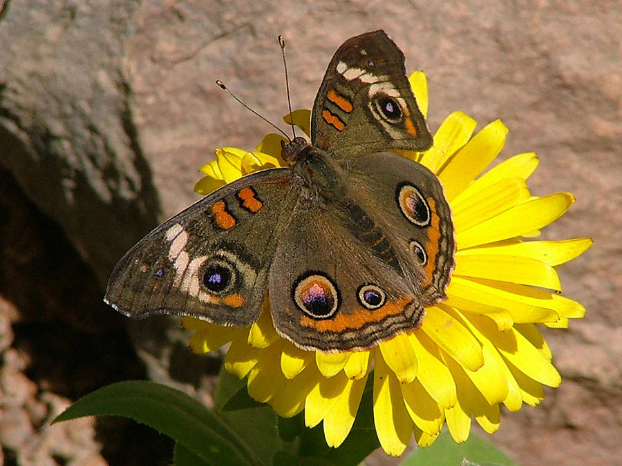 Buckeye Butterfly on Yellow Flower and Rock - 101 Photograph by Mary Dove