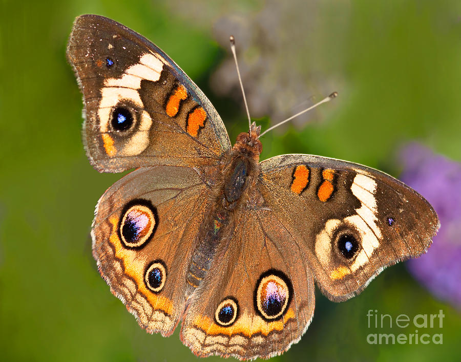 Butterfly Photograph - Buckeye Butterfly by Regina Geoghan