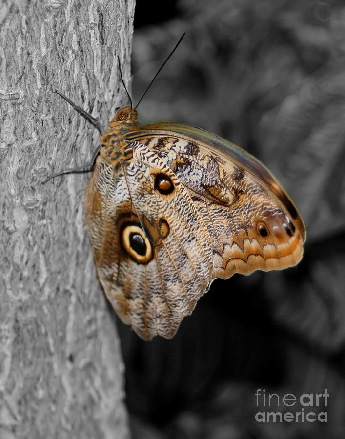 Buckeye Owl Butterfly Photograph by Smilin Eyes Treasures