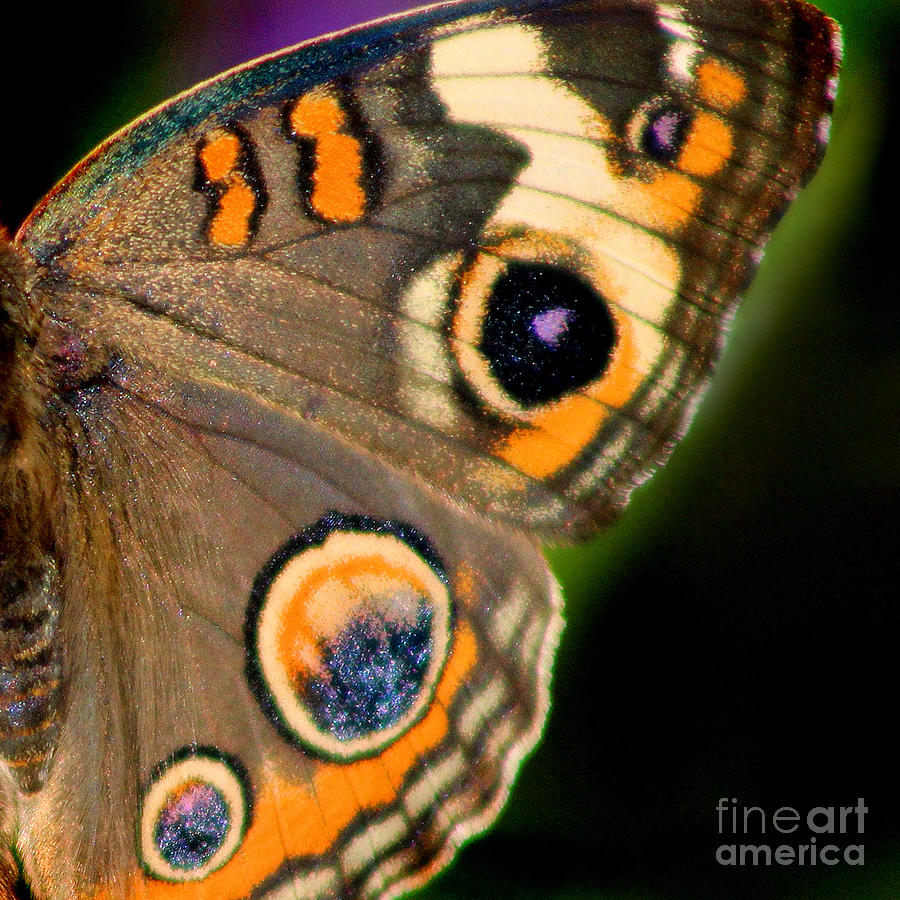 Butterfly Photograph - Buckeye Butterfly Wing Square by Karen Adams