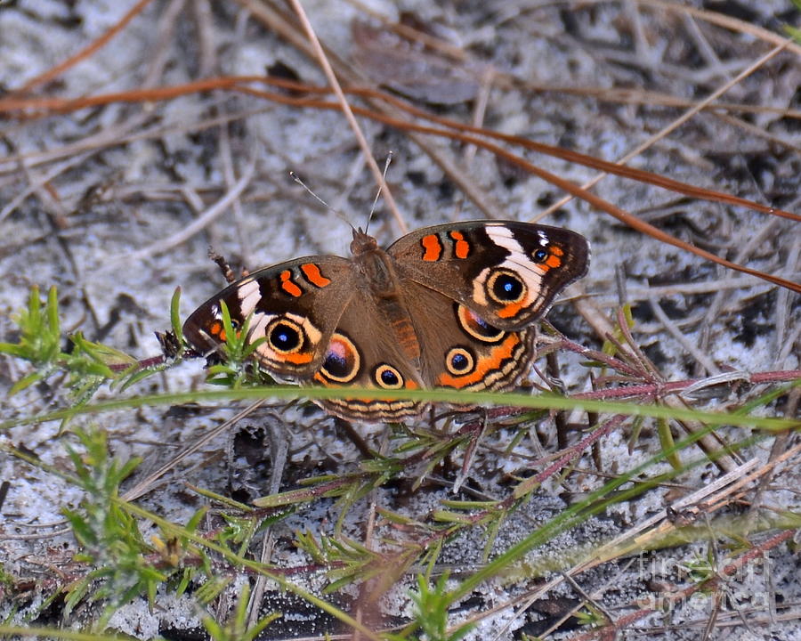 Butterfly Photograph - Buckeye by Carol  Bradley