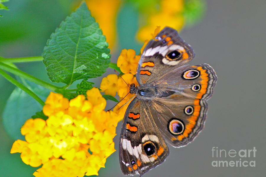 Butterfly Photograph - Buckeye by Jay Nodianos