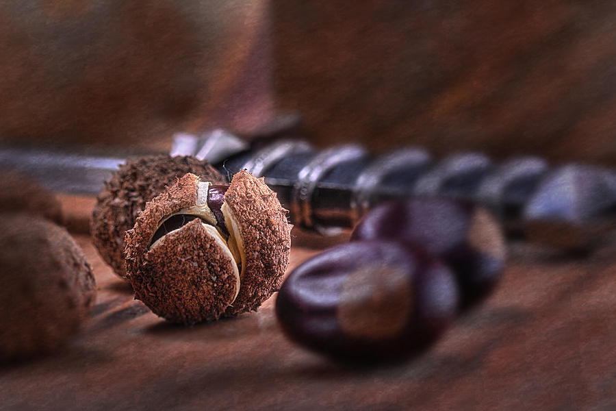 Still Life Photograph - Buckeye Nut Still Life by Tom Mc Nemar