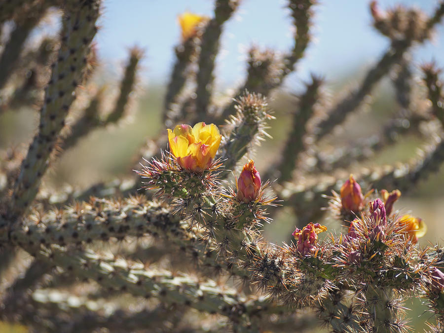 Up Movie Photograph - Buckhorn Cholla Cactus Arizona Desert by Marianne Campolongo