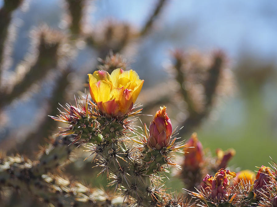 Buckhorn Cholla Cactus Spring Bloom Photograph by Marianne Campolongo