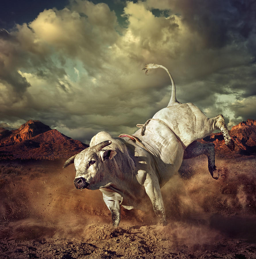 Bucking bull kicking dirt in desert Photograph by Chris Clor