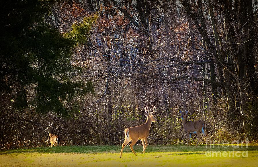 Bucks and Babes Deer Photograph by Peggy Franz