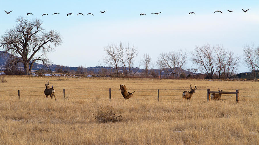 Bucks and Geese Photograph by Jim Garrison