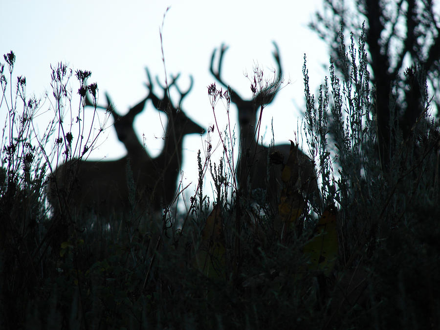 Bucks Blur Photograph by Carl Moore
