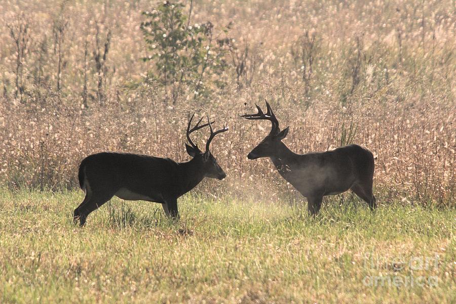 Bucks Facing Off Photograph by John Harmon