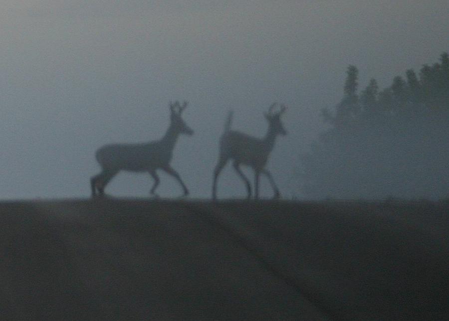Bucks in Fog Photograph by John Dart