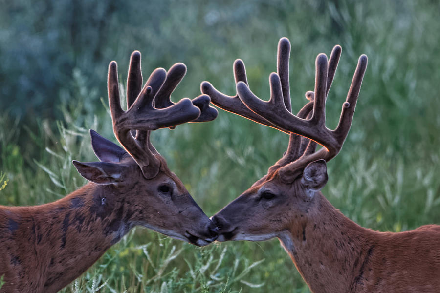 Bucks In Velvet Kiss Photograph by David C Stephens