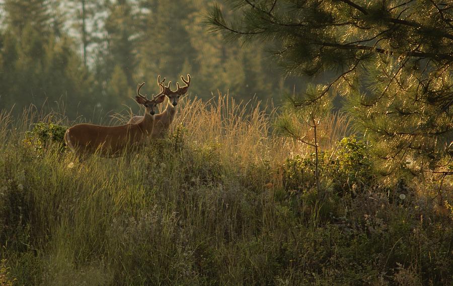 Bucks in Velvet Photograph by Loni Collins