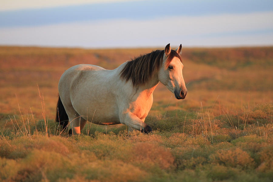 Buckskin Mustang Mare Photograph by CowboyWay