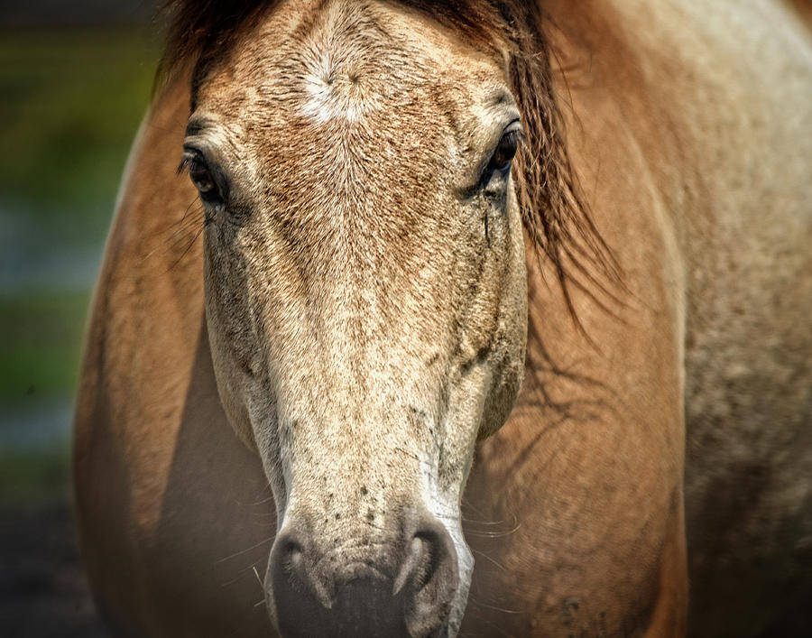 Buckskin Stallion Photograph by Maggy Marsh