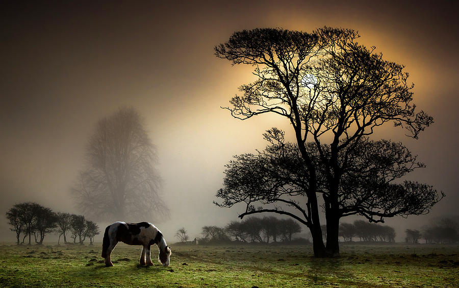 Nature Photograph - Bucolic Blush by Land And Light