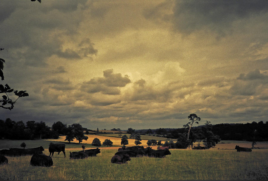Bucolic English Pastures  Photograph by S Paul Sahm