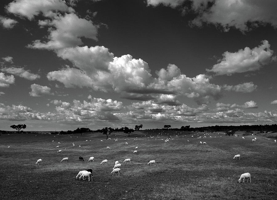 Sheep Photograph - Bucolica by Nana Sousa Dias
