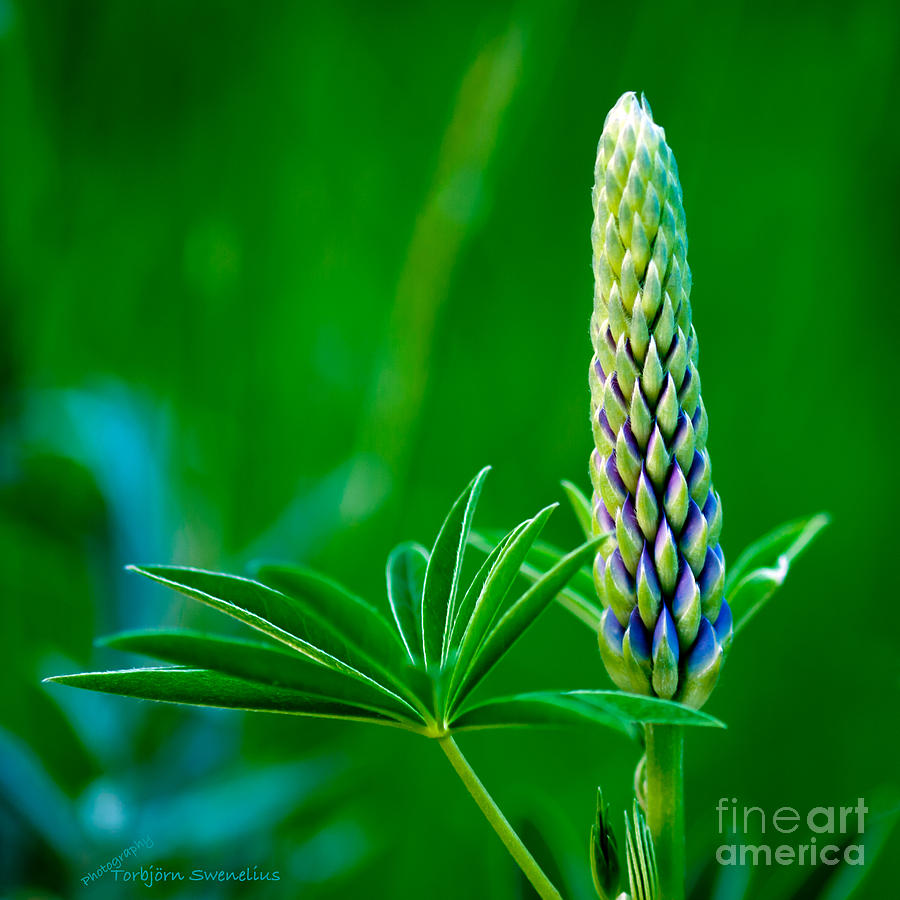 Bud and Leaf of a Lupin Photograph by Torbjorn Swenelius