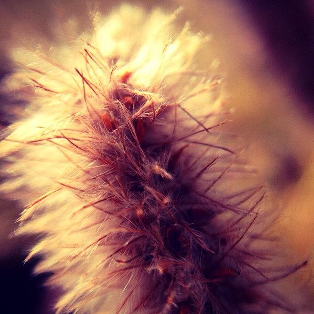 Flower Photograph - #bud #buds #bokah #closeup #dandelion by Kerri Ann McClellan