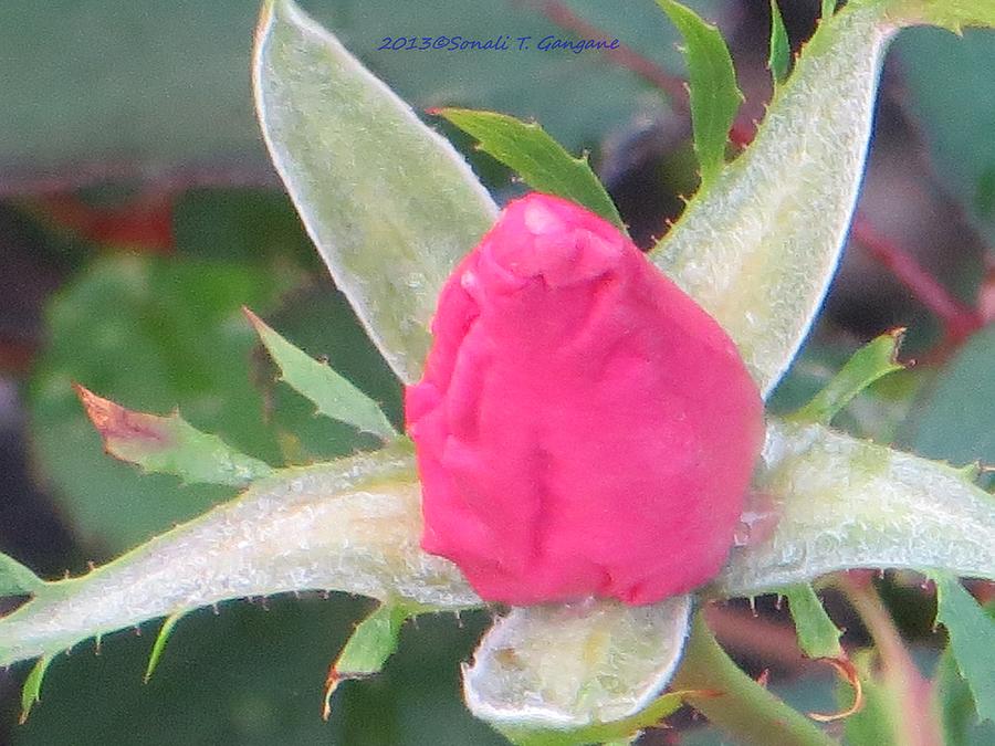Holiday Photograph - Bud called Rosy by Sonali Gangane