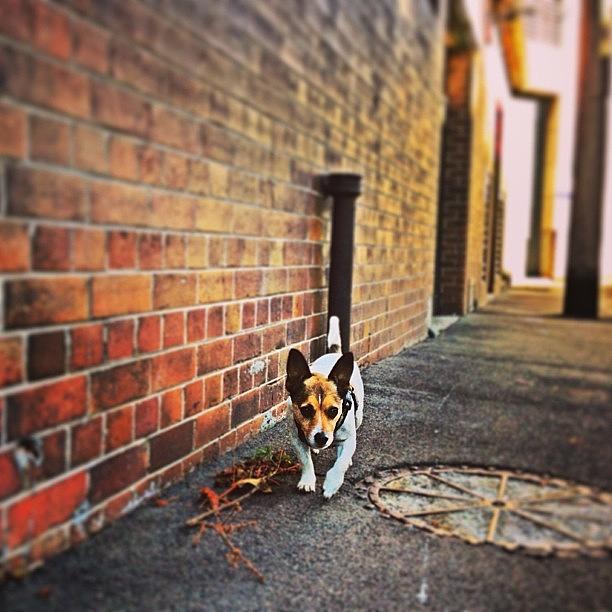 Dog Photograph - #buda He Cuts A Lonely Figure. #jackie by Emily Hames