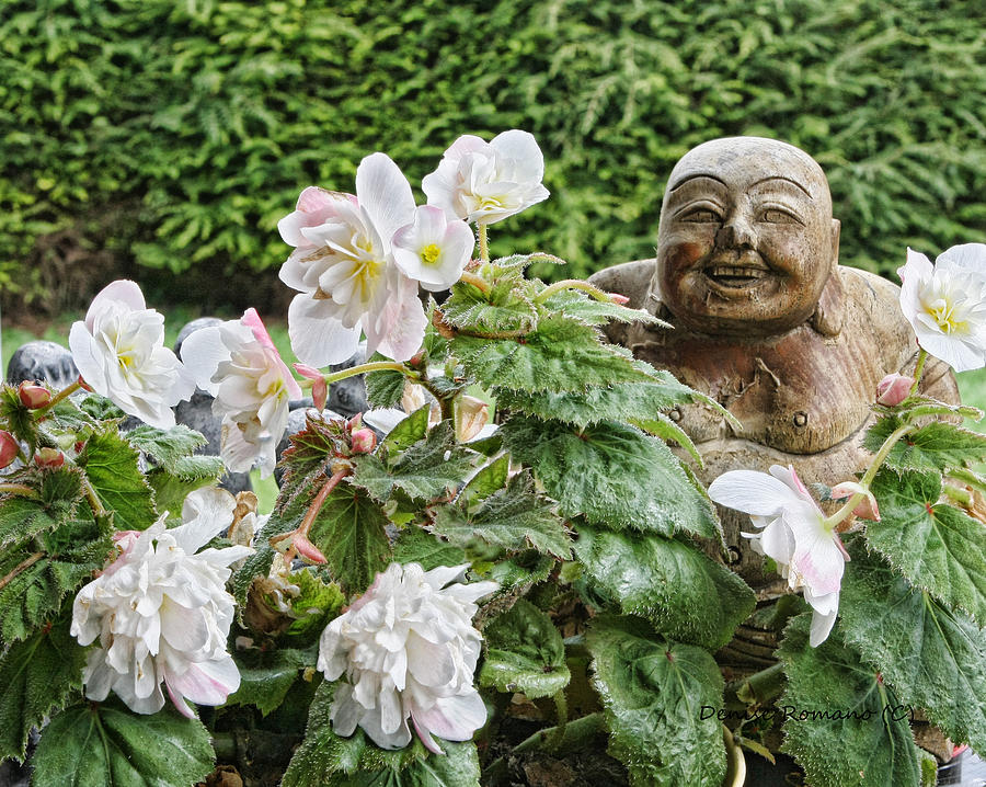 Budda and Begonias Photograph by Denise Romano