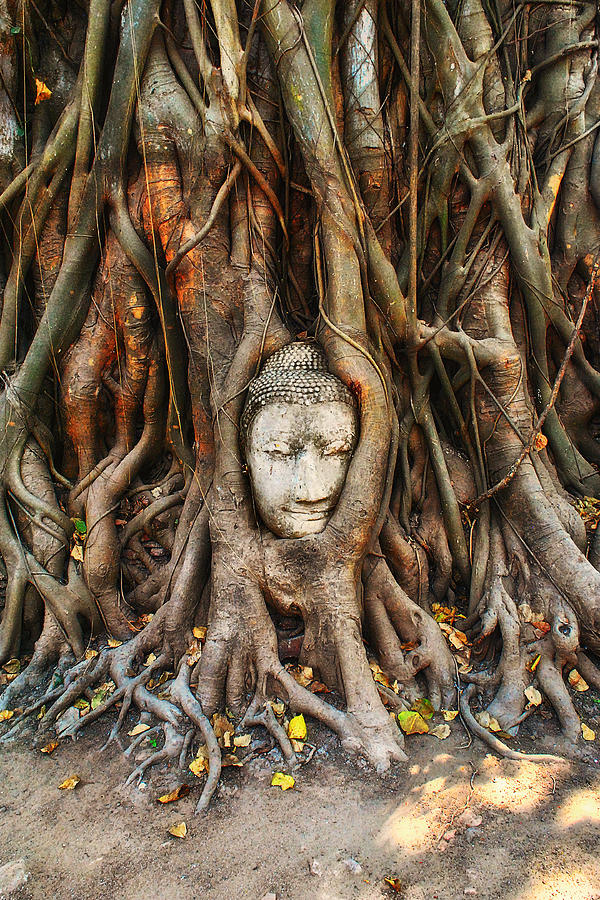 Tree Photograph - Buddah Head by Phil Dimashq