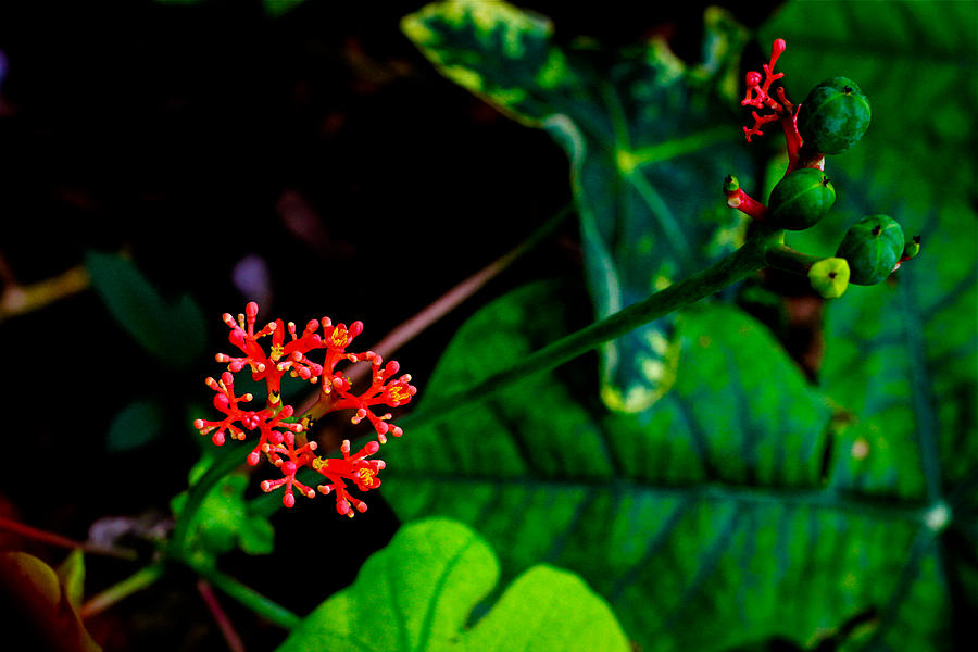 Buddha Belly Plant Photograph - Buddha Belly Plant 2 by Donald Chen Buddha Belly Plant Photograph - Buddha Belly Plant 2 by Donald Chen