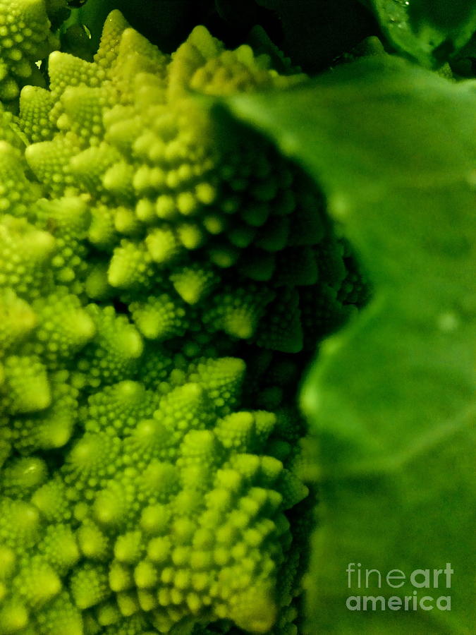 Broccoli Photograph - Buddha Broccoli  by LeLa Becker