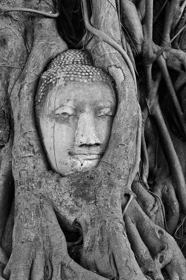 Buddha Head in Tree Roots bw Photograph by Bob VonDrachek