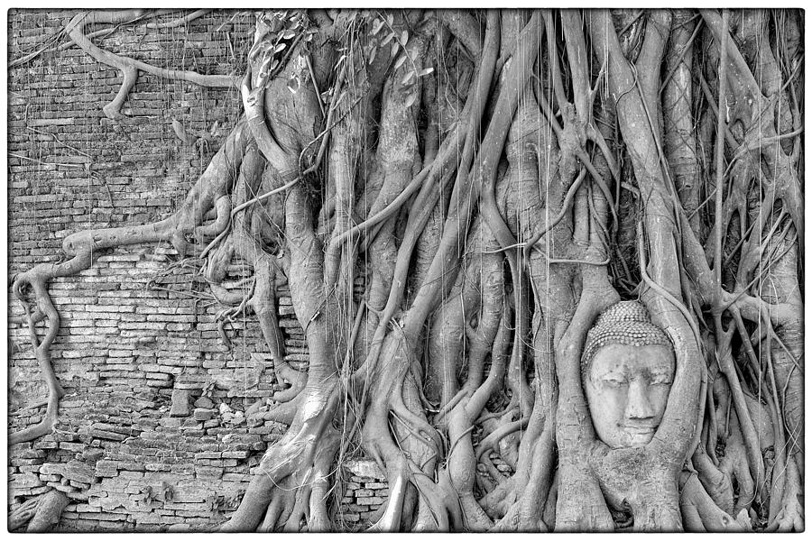 Buddha Head Overgrown by Kapok Tree Ayutthaya Thailand Photograph by Judith Barath