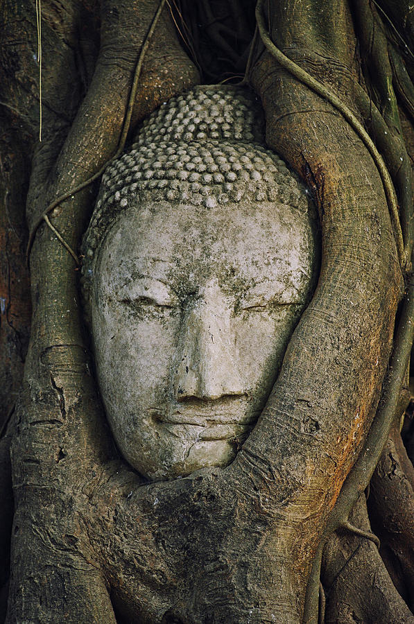 Buddha Head Photograph by Sherri Damlo, Damlo Shots, Damlo Does, Llc
