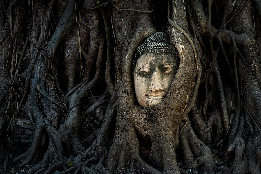 Buddha Head Thailand Photograph by Noppawat Tom Charoensinphon