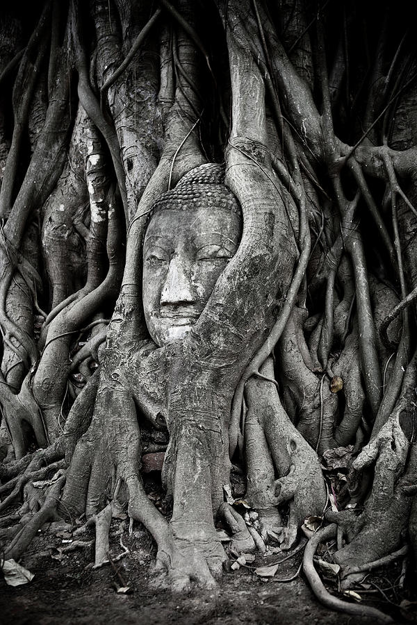 Buddha Head Wrapped In A Tree Photograph by Traveler1116