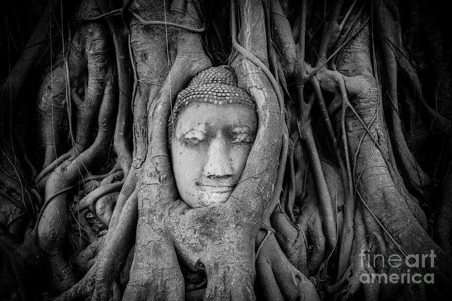 Buddha in the Banyan Tree Photograph by Dean Harte