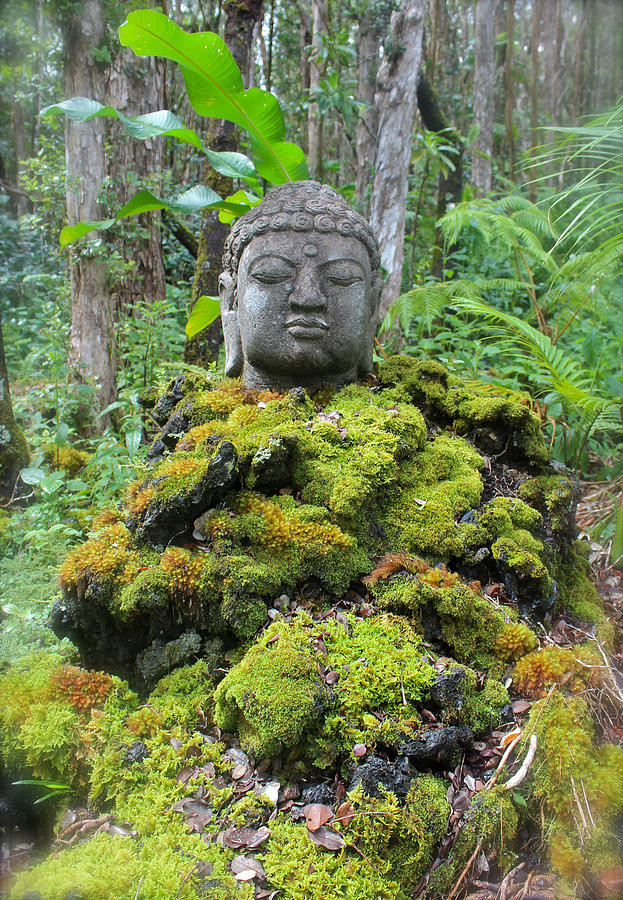 Buddha in the Moss Garden Photograph by Venetia Featherstone-Witty