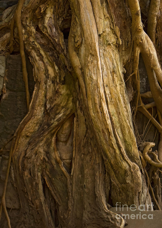 Buddha In The Roots  #3141 Photograph by J L Woody Wooden