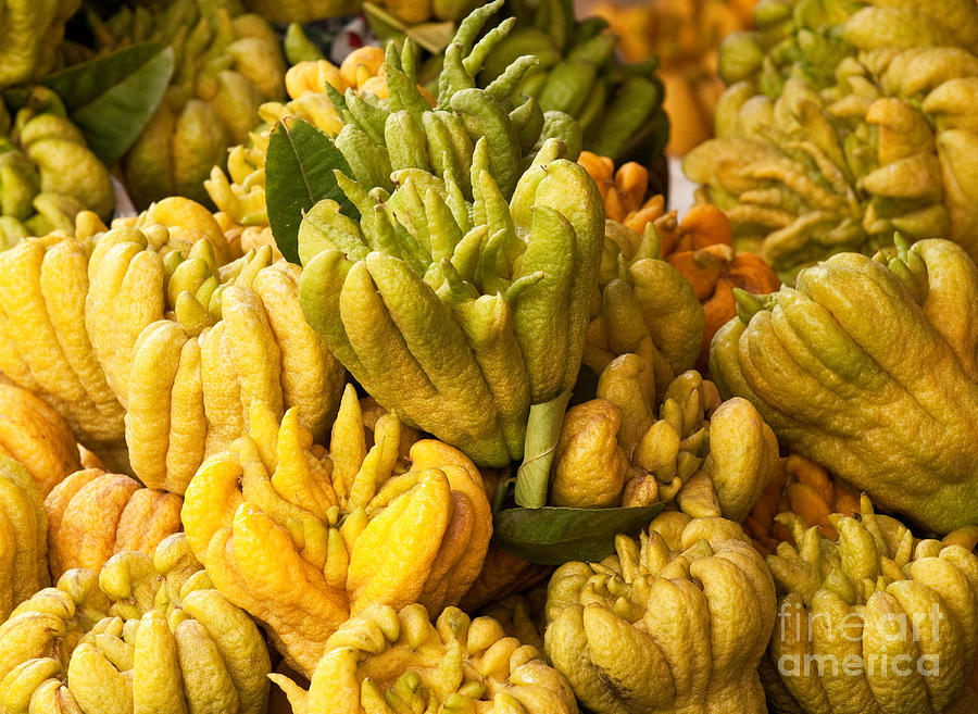 Buddhas Hand Citrons 01 Photograph by Rick Piper Photography